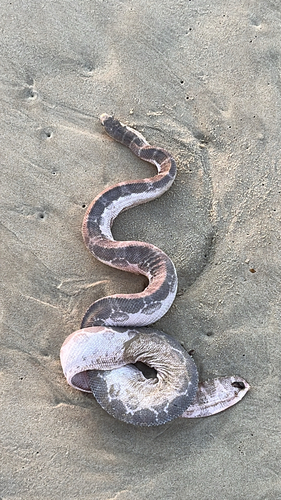 Spotted Sea Snake sighting