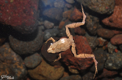 Microhyla achatina