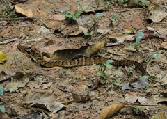 Neuwied's False Fer-De-Lance photo 4