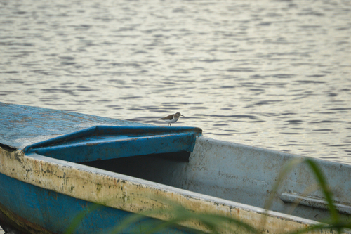 Common Sandpiper