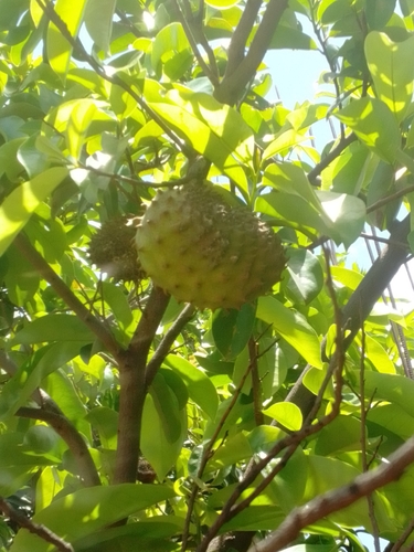 Soursop