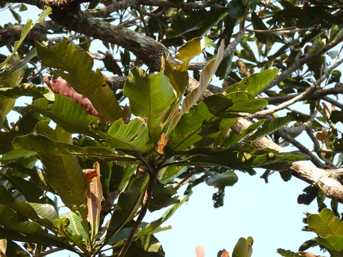 Campnosperma auriculatum, photograph 5