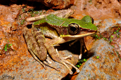Odorrana hosii