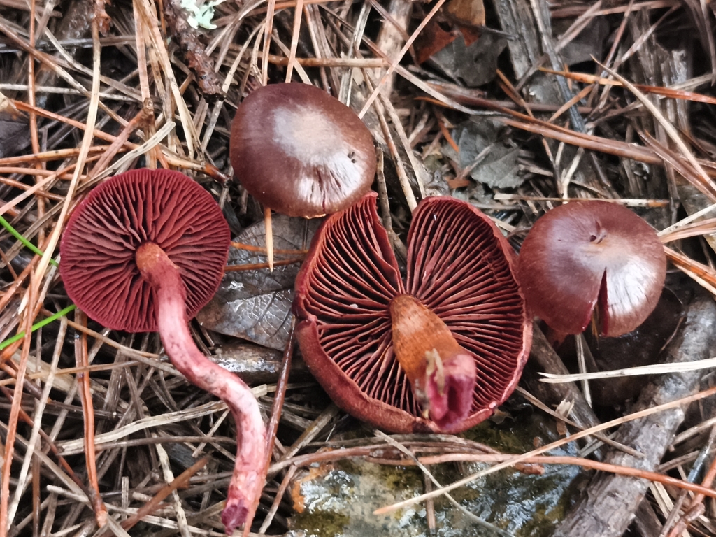 Cortinarius sanguineus · December 2025 · photo: © jose_castro (iNaturalist, CC)