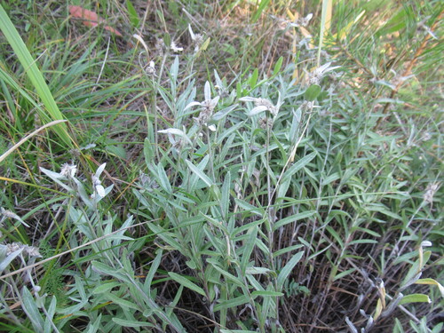 Northern edelweiss (Leontopodium leontopodioides)