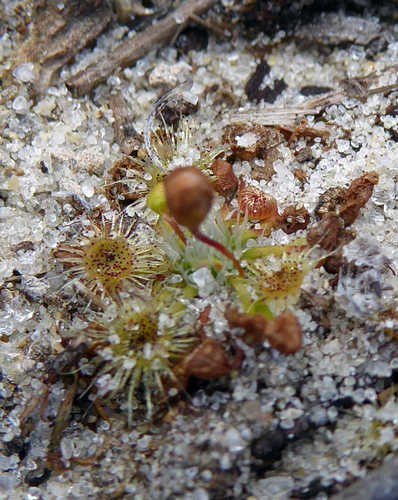 Drosera pygmaea