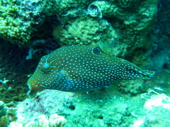 Canthigaster papua