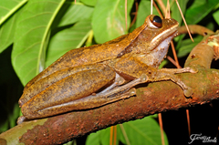 Polypedates leucomystax