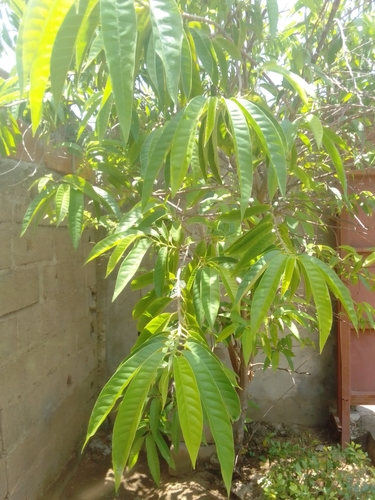Wild Sweetsop