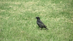 Molothrus bonariensis