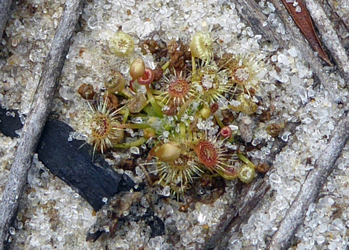 Drosera pygmaea