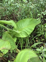 Inula glomerata