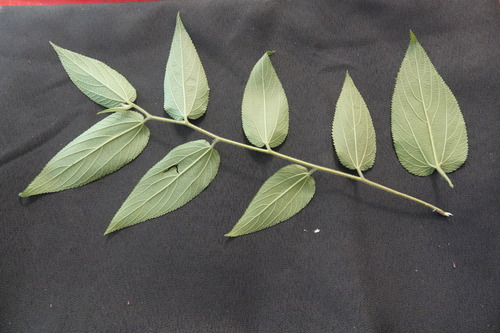 Trema tomentosum observed 2025-12-14