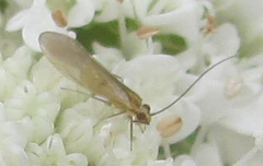 Caeciliusidae