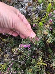 Indigofera bisacculata