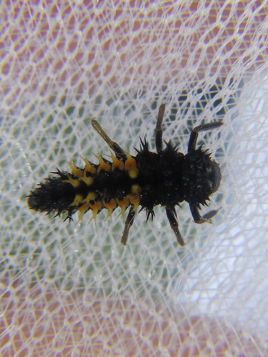 Asiatischer Marienkäfer