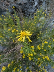 Breitblättriger Klebalant (Dittrichia viscosa): Herkunft und Verwendung — Foto 3