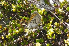 Lycaena boldenarum