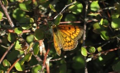 Lycaena salustius