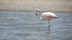 Phoenicopterus chilensis