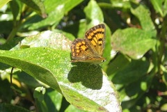 Lycaena salustius