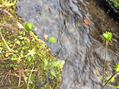 Ranunculus silerifolius