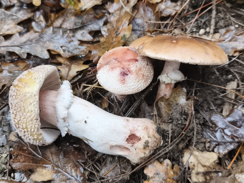 Amanita rubescens · December 2025 · photo: © jose_castro (iNaturalist, CC)