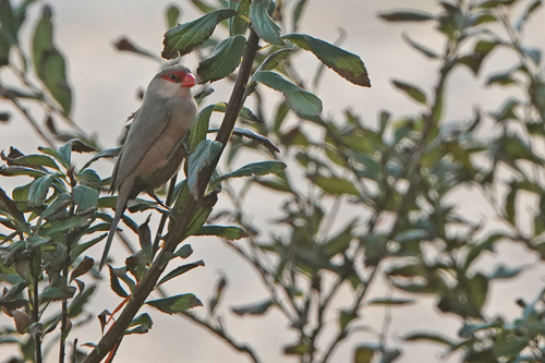 Estrilda común (Estrilda astrild)