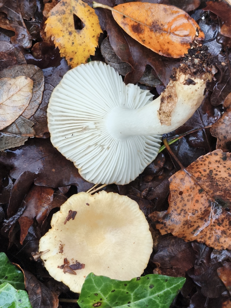 Russula ochroleuca
