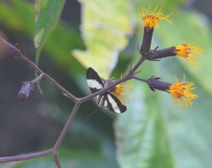 Nyctemera tripunctaria