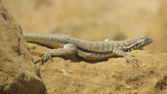 Microlophus peruvianus