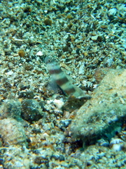 Amblyeleotris steinitzi