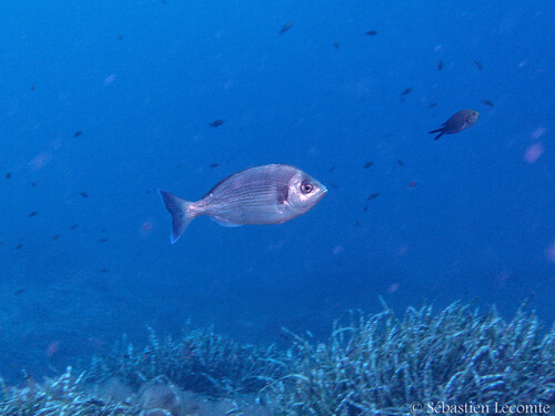 Black seabream (Spondyliosoma cantharus) — Sparidae