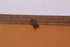 Acleris effractana