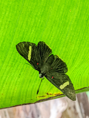 Melanis leucophlegma