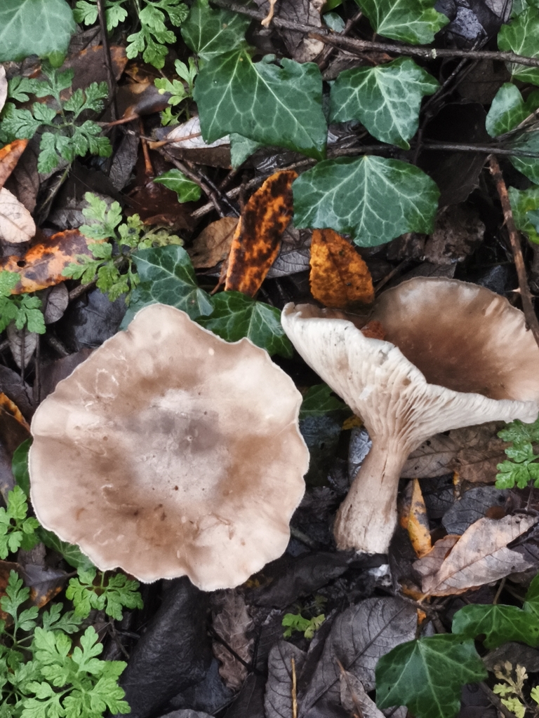 Clitocybe nebularis · December 2025 · photo: © jose_castro (iNaturalist, CC)