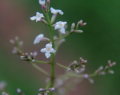 Aloysia citrodora