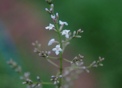 Aloysia citrodora