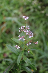 Aloysia citrodora