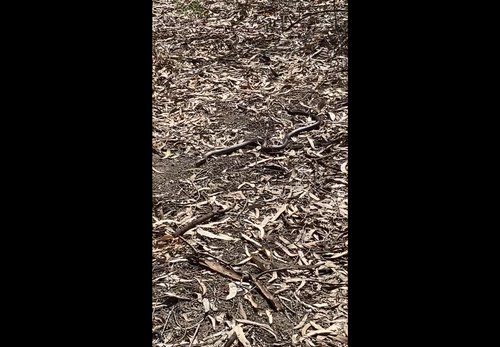 Australian Elapids (inc. Sea Snakes) sighting