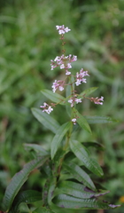Aloysia citrodora