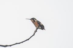 Chaetocercus berlepschi