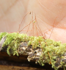 Hypnum cupressiforme cupressiforme