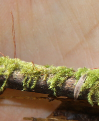 Hypnum cupressiforme cupressiforme