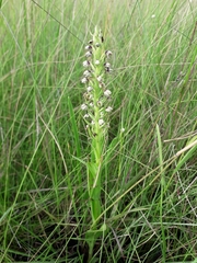 Brachycorythis inhambanensis image