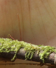 Hypnum cupressiforme cupressiforme