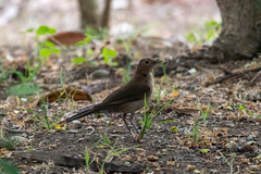 Turdus maculirostris