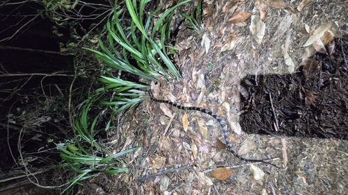 Stephens' Banded Snake sighting