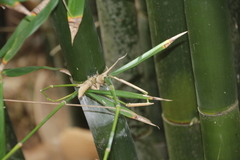 Bambusa oldhamii