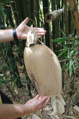 Bambusa oldhamii